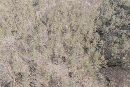 Secret Forest Tree Pavilion